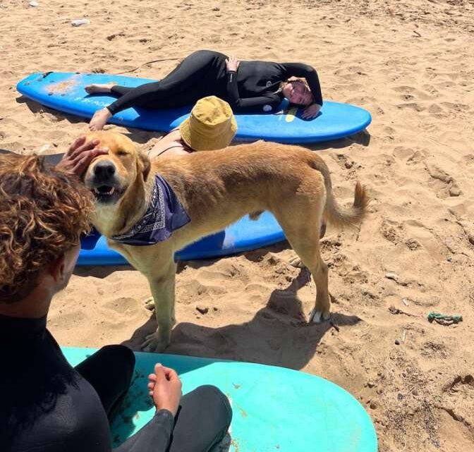 A Cute Dog Wearing A Bandana in the Beach