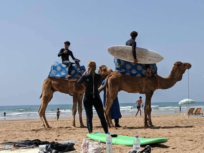 Camel riding on the beach