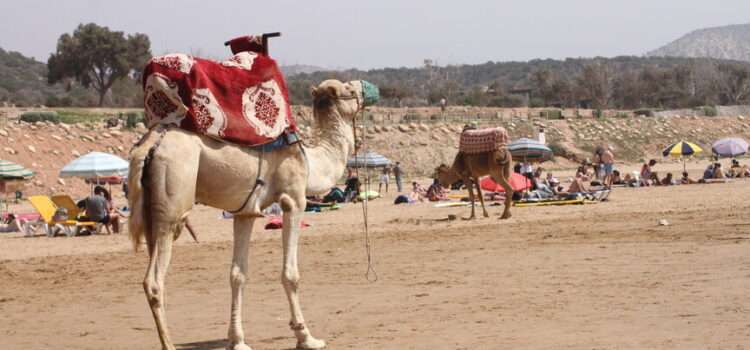 Camel on the beach in Tamraght