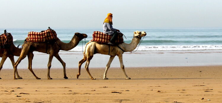 Camels walking on the beach
